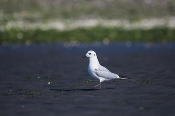 ズグロカモメ幼鳥(Saunders's gull)