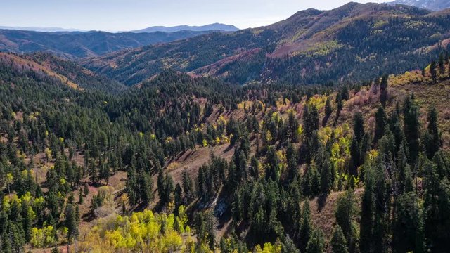 Aerial view of yellow aspens and pine trees in the Fall over rolling hill landscape.