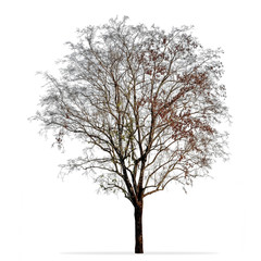 Fototapeta premium Leafless tree photo isolated on white background