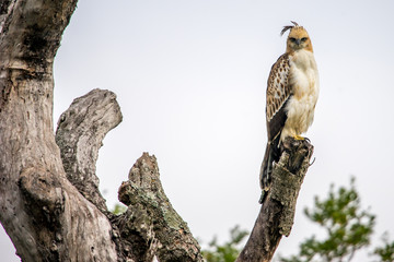 Crested hawk eagle