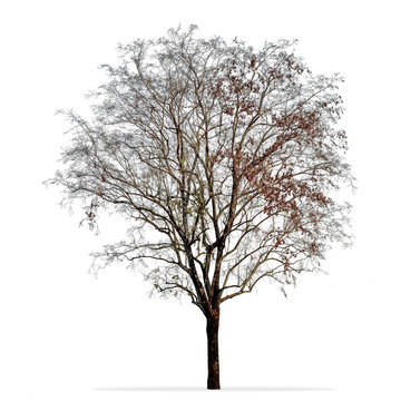 Leafless tree photo isolated on white background