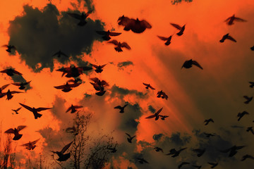 A flock of black birds flying in the sky. Birds fly in a very terrible sky.