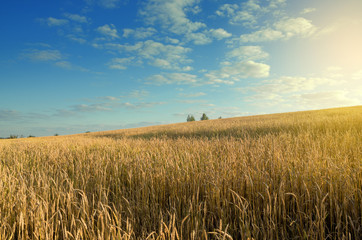 Field of ripe wheat on a background of blue cloudy sky and golden warm sunlight.Summer countryside landscape.Agriculture.Rural scene.