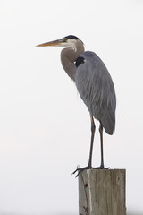 Great Blue Heron perched on a post - Merritt Island Wildlife Refuge, Florida