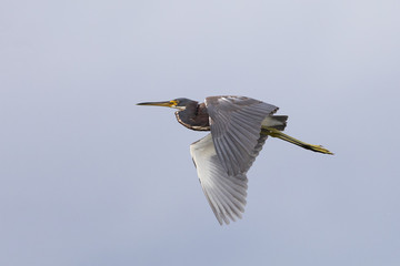 Tricolored Heron in flight - Merritt Island Wildlife Refuge, Florida