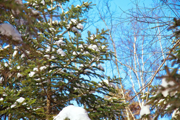 Christmas tree in the snow