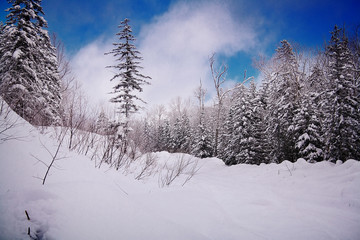 Christmas tree in the snow