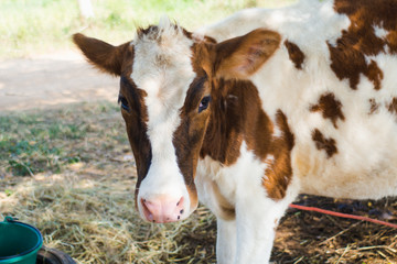 brown cow and closeup