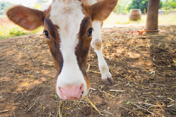 brown cow and closeup