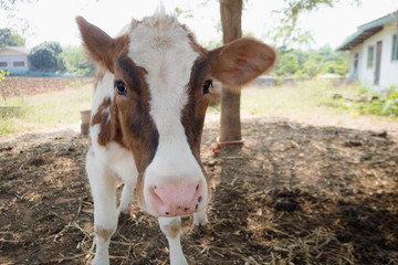 brown cow and closeup