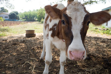 brown cow and closeup