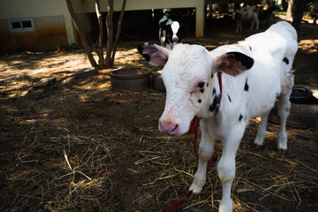 young cow and closeup