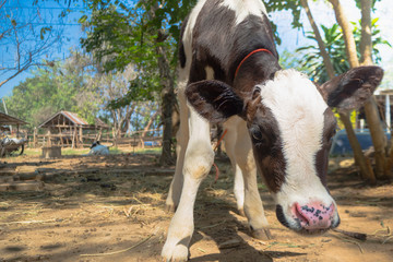 black cow and closeup
