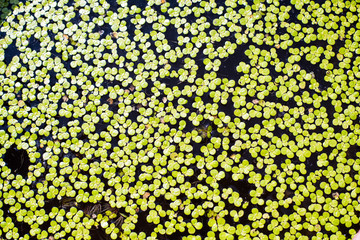 Water Lettuce leaf small in pond