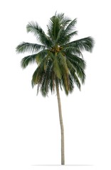 Fototapeta na wymiar Coconut palm tree with green leaves isolated on white background