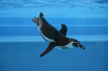 Abwaschbare Fototapete Pinguin Pinguin
