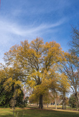 Big tree on blue sky background