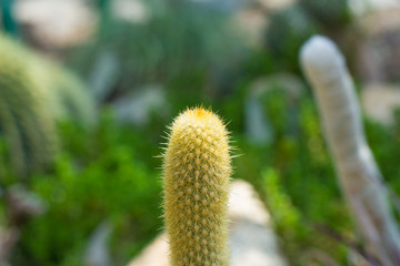 prickly green non-eaten cactus grows