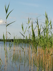 Roseaux  dans l'eau
