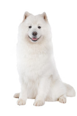 Studio shot of cute Samoyed dog