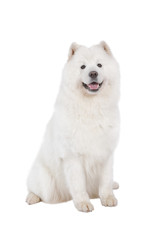 Thoroughbred Samoyed dog over white
