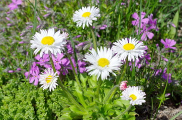Perennial Daisy (lat. Bellis perennis) in the garden © koromelena