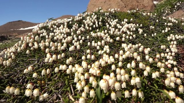Flower Arctic bell-heather - Cassiope tetragona in tundra. Kuril Islands, Paramushir, Ebeko mountain. 