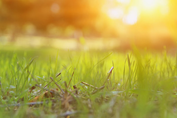 low angle view of fresh grass in the forest.