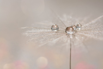 Silvery drops of dew on a dandelion seed. Macro of a dandy on a gentle background. Selective focus