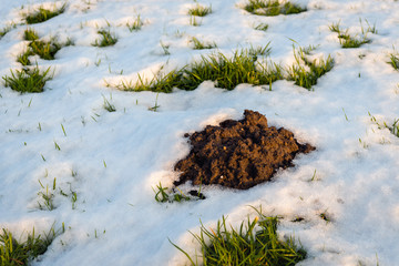Closeup of a molehill in the snow
