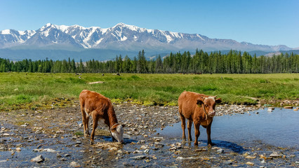 Cows in a meadow against the background of mountains