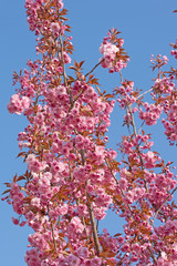 Japanische Blütenkirsche, Zierkirsche,  Prunus serrulata