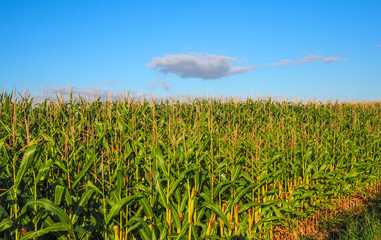 Corn