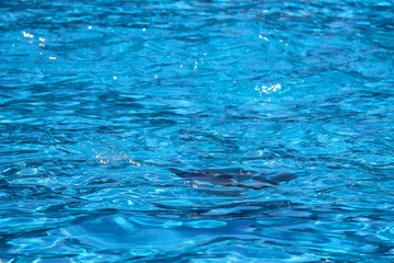 Blue water in modern sweeming pool