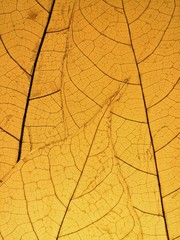 Obraz premium Foglia gialla texture