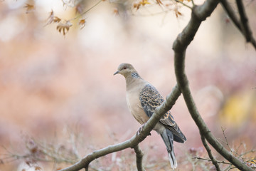 Oriental turtle dove on  the branch in autumn tints.
