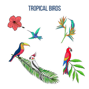 Floral paradise hand drawn tropical birds