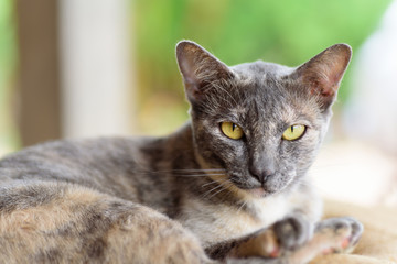 Portrait of cat looking the camera, cute animal and pet