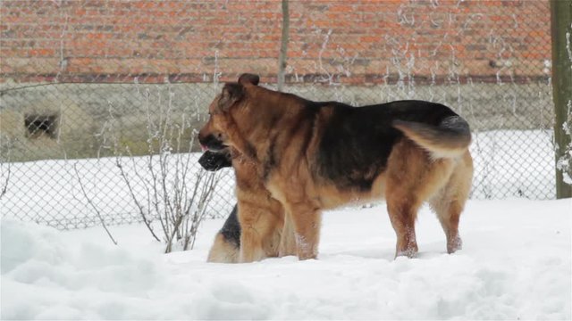 winter mating dogs,breed german shepherd dog in winter mating