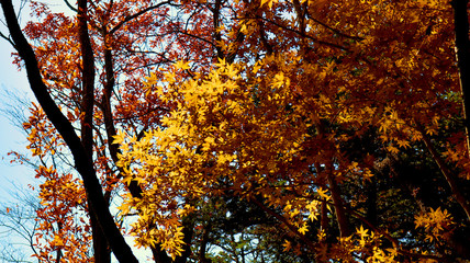 Orange Leaves in Mount Takao, Japan