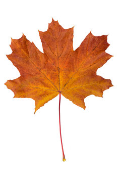 fallen dry maple leaf on white background