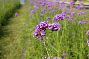 Beautiful purple flower of Verbena flowers on green background. Selective focus.