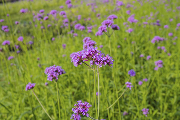 Obraz premium Beautiful purple flower of Verbena flowers on green background. Selective focus.