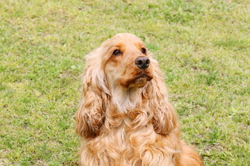 アメリカンコッカースパニエル