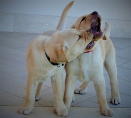 Cuccioli labrador