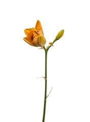 Blooming double daylily  "Early Early Truffle" on a white background