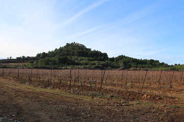 Fototapeta na wymiar vignes en hiver