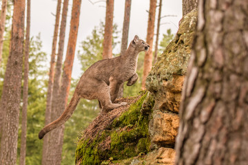 An endangered Florida PantherCougar(Puma concolor) © vaclav