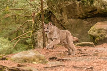 An endangered Florida PantherCougar(Puma concolor)