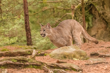 An endangered Florida PantherCougar(Puma concolor)